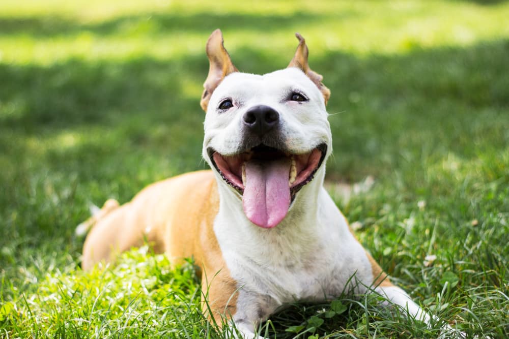 Happy playing dog in the grass