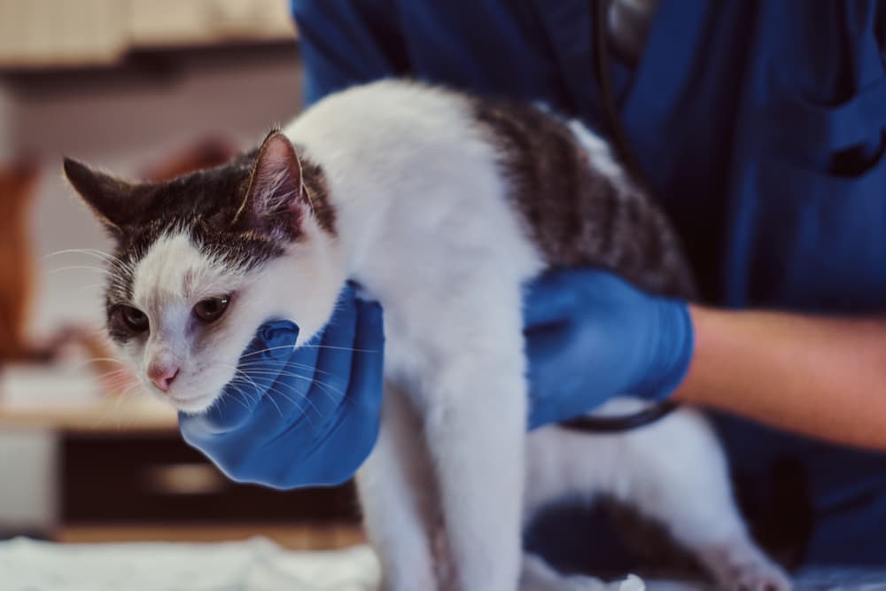 Cat visiting a vet and receiving a physical exam