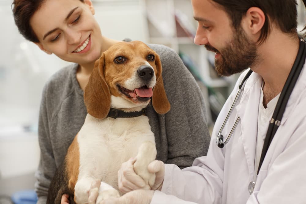 Woman talking to veterinarian with Beagle