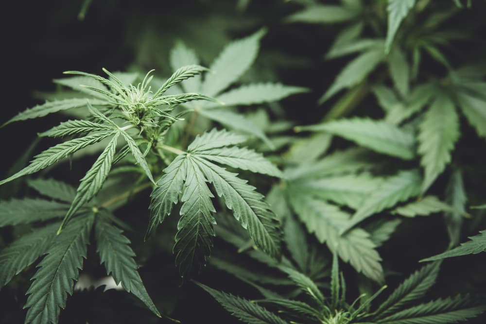 hemp plant