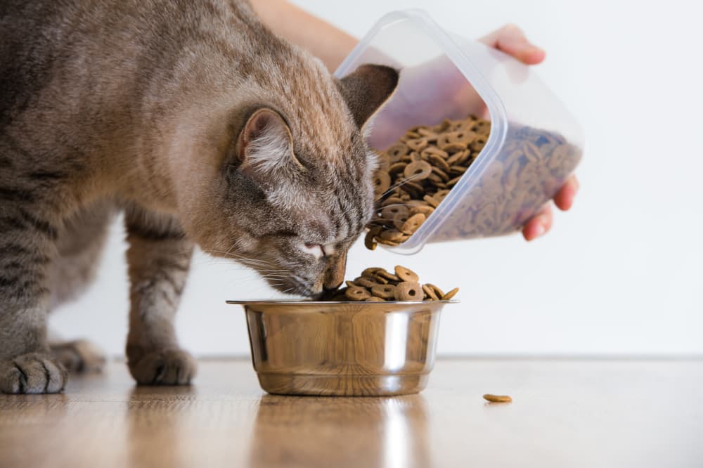 Cat eating high quality food
