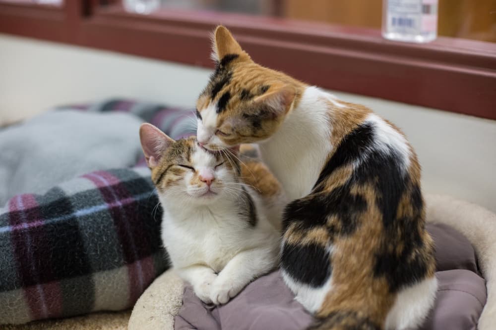 Two Calico cats grooming each other