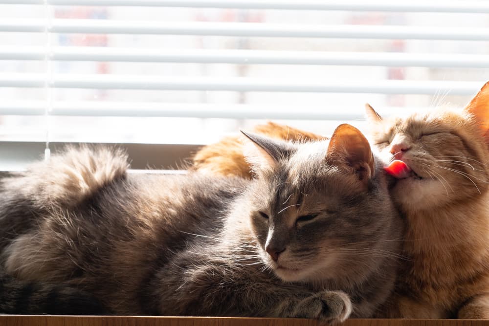 Why Do Cats Groom Each Other?