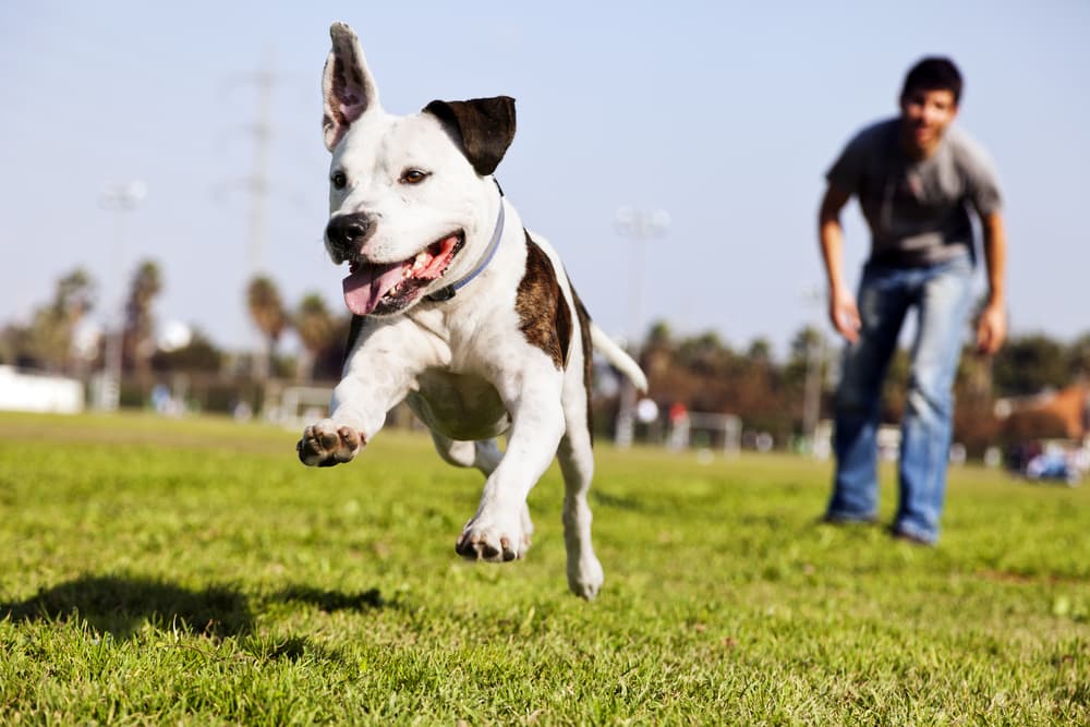 Dog in park running away from owner