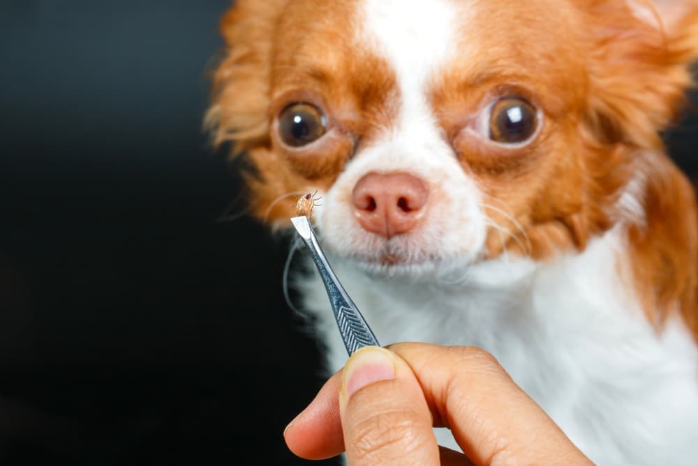 Owner holding up tick removed from dog