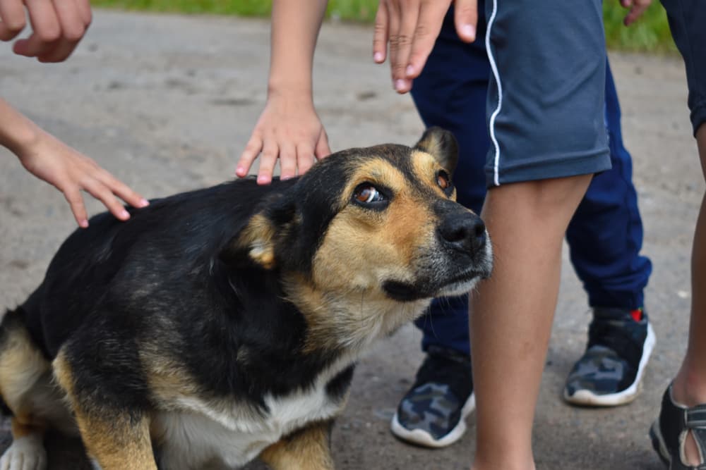 Stressed dog being pet by people