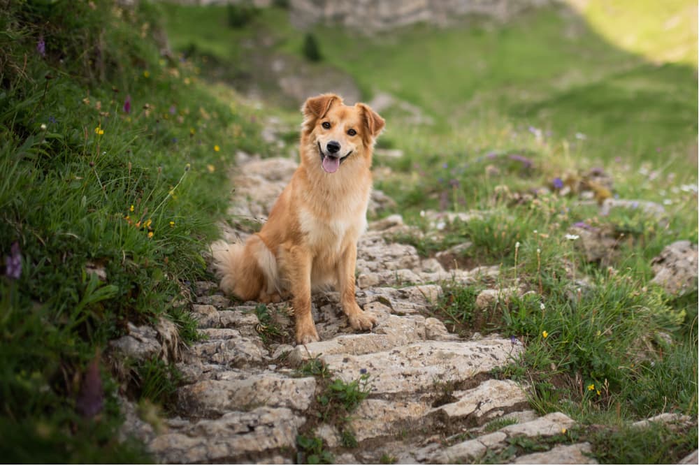 Species of Ticks: 7 That Affect Pets