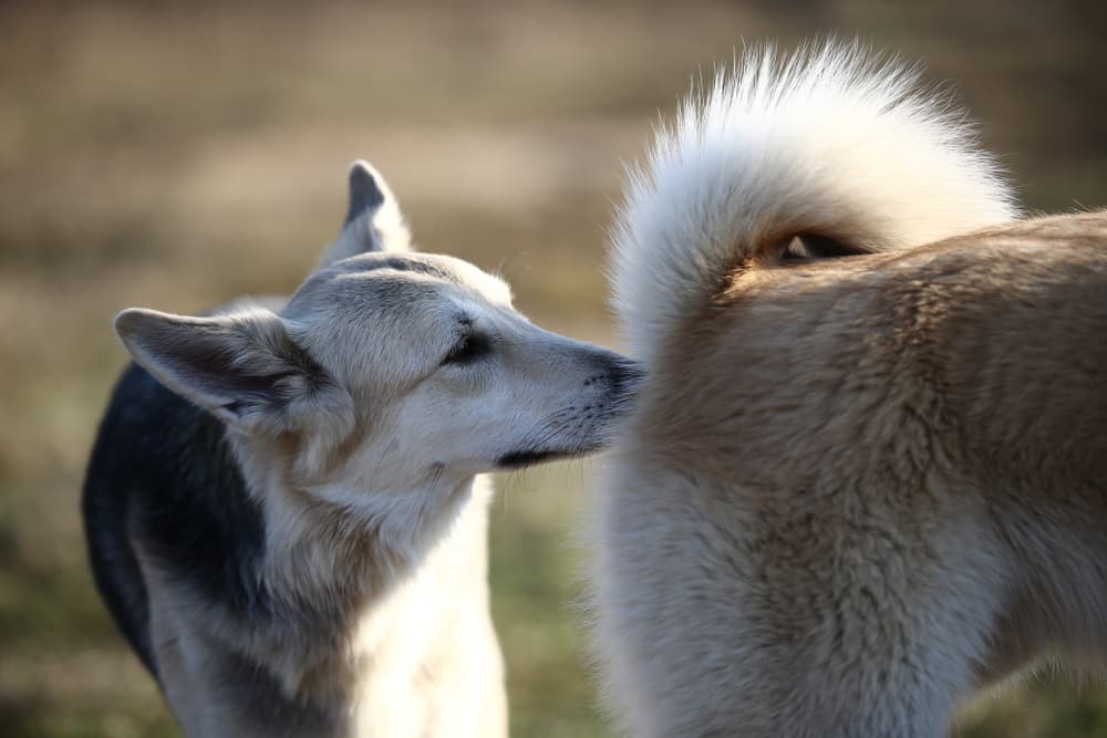 Dog sniffing another dog's behind