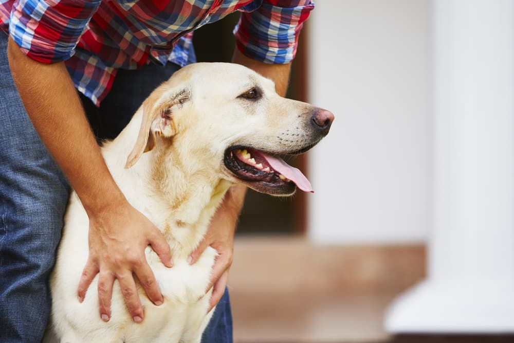 Happy dog bonding with owner