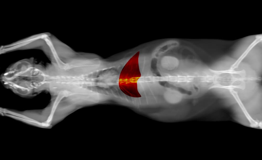 X-ray showing cat liver