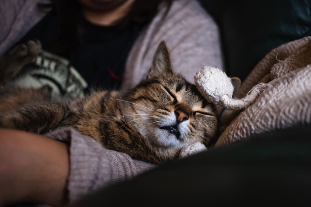 Cozy cat sleeping on owners