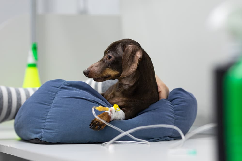Dog at the vet with an iv