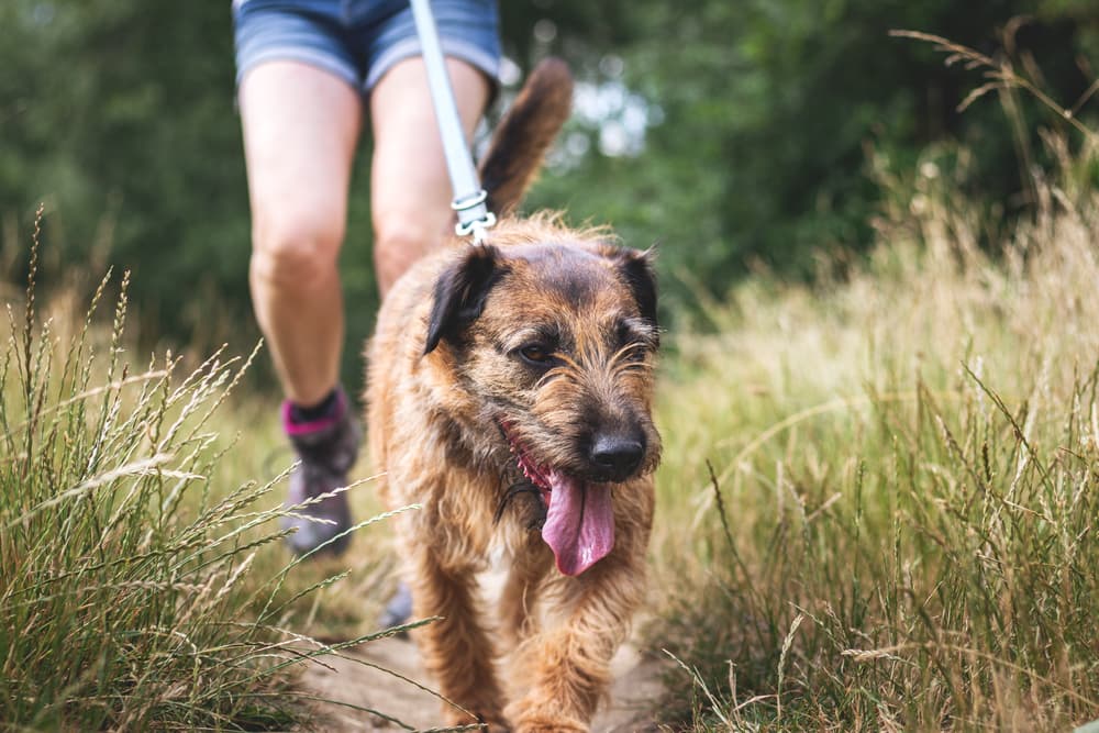 5 Tick Removal Tools (and How to Use Them)