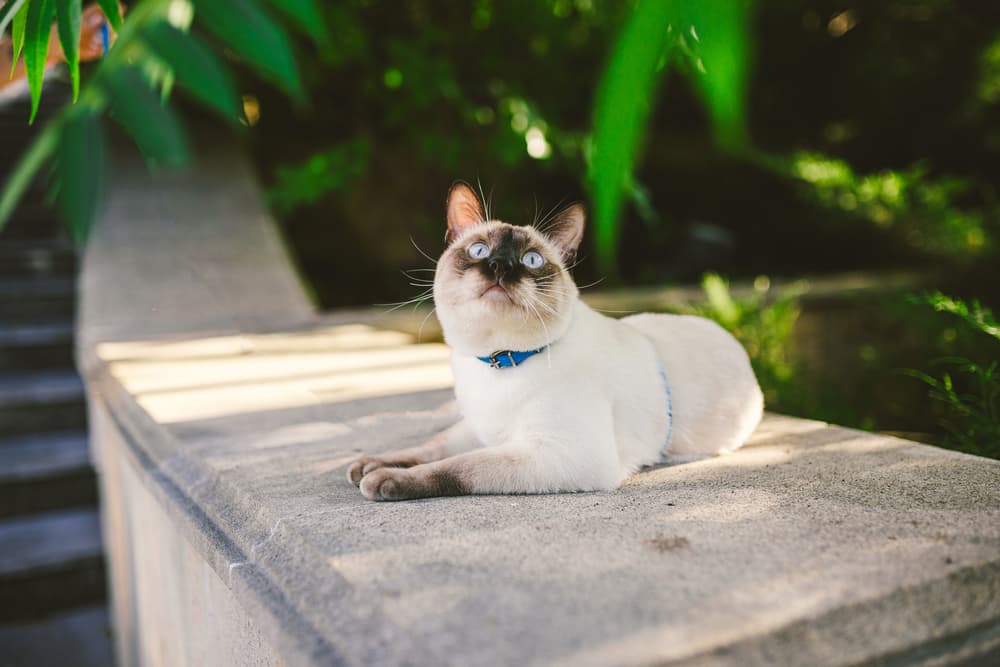 Siamese cat sitting outdoors in the shade