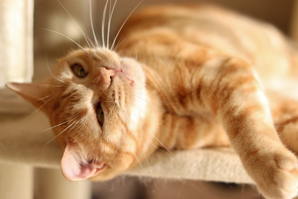 All About Feline Asthma