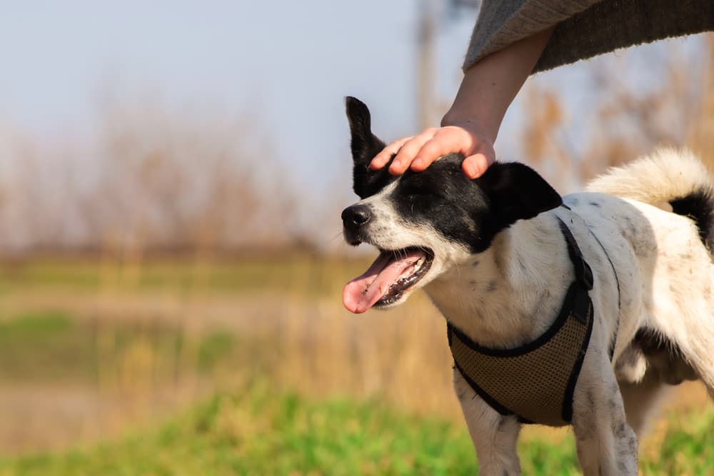 Owner praising dog