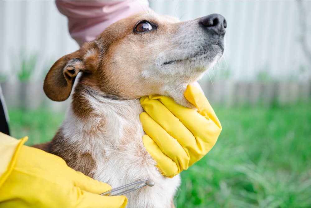 Dog having a tick removed from chest