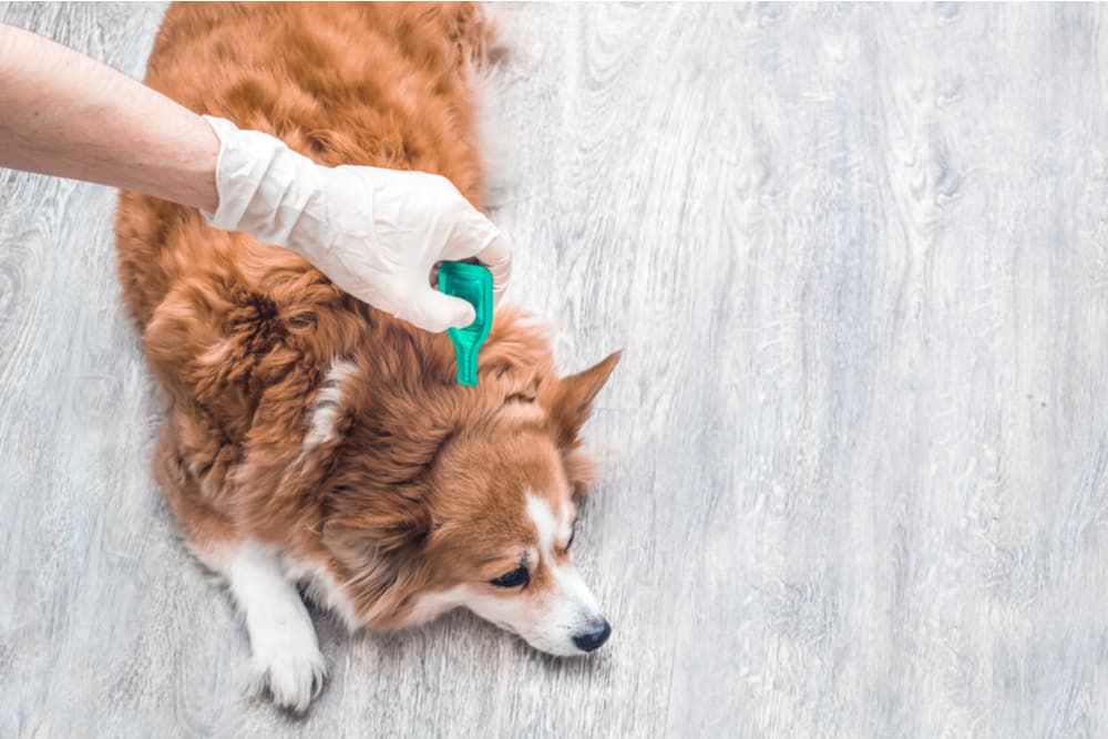 Dog receiving tick treatment from owner