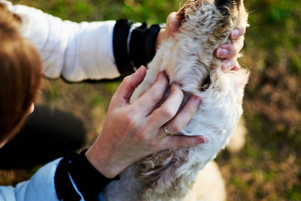 Dog being checked by owner for ticks under snout