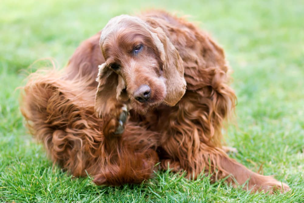 Dog in the grass scratching at fleas