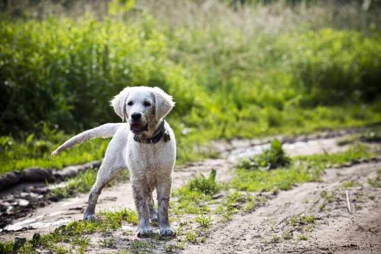 Puppy outdoors playing in mud after rainfall