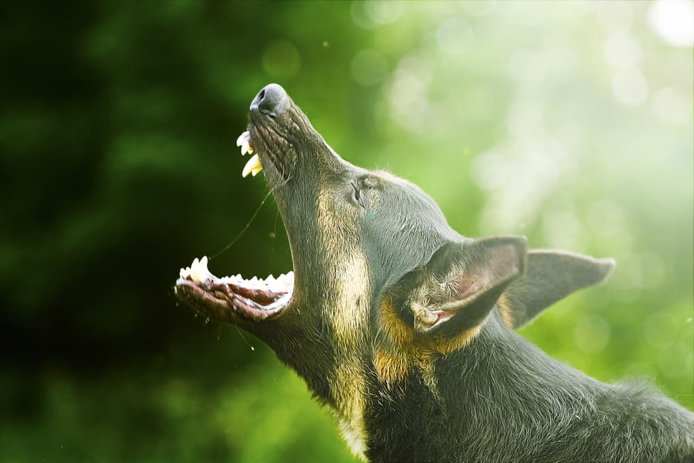 Aggressive barking dog