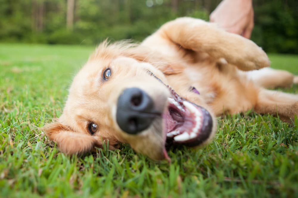 Dog rolling over in the grass