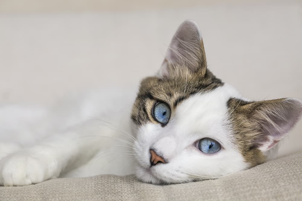 Cat with blue eyes