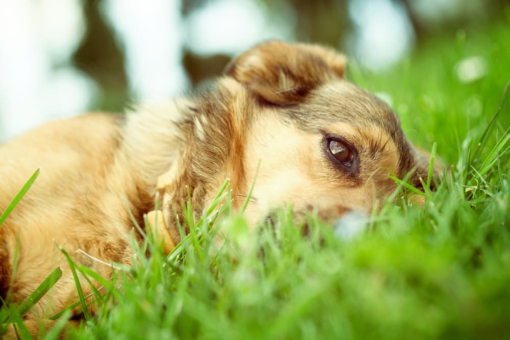 Dog rolling in high grass