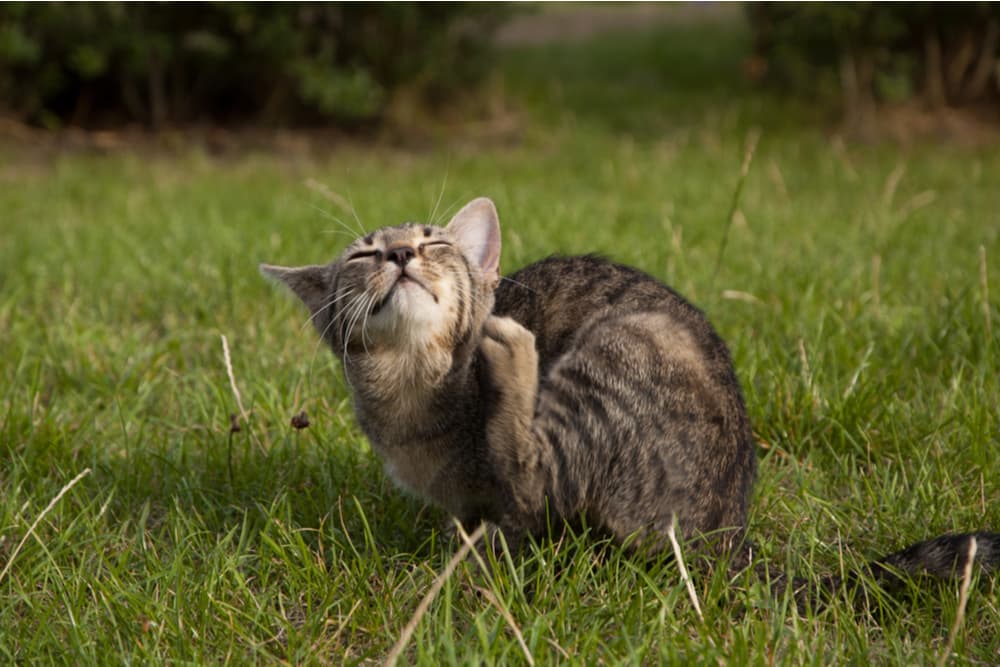 Cat scratching at fleas in the grass