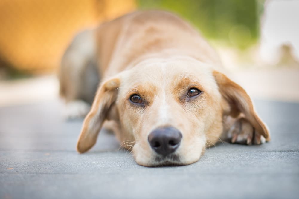 Lethargic dog laying on the ground