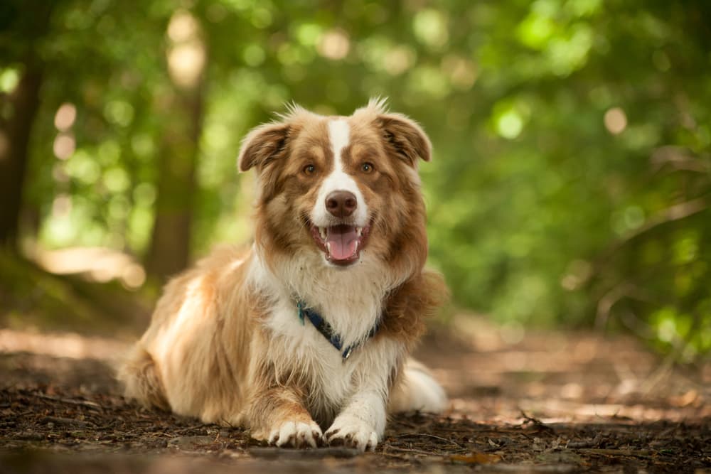 Happy dog laying outside in a forest