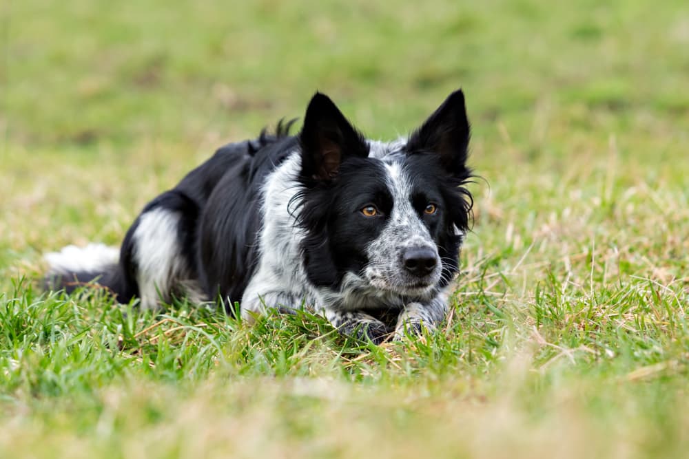 Collie dog outside in field
