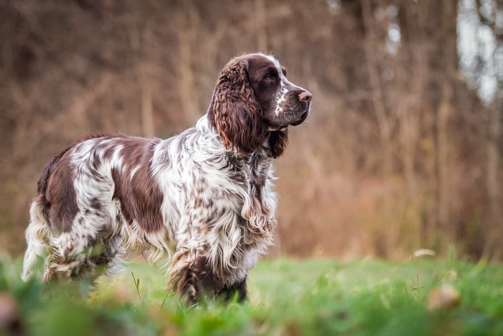 English Springer Spaniel standing outdoors