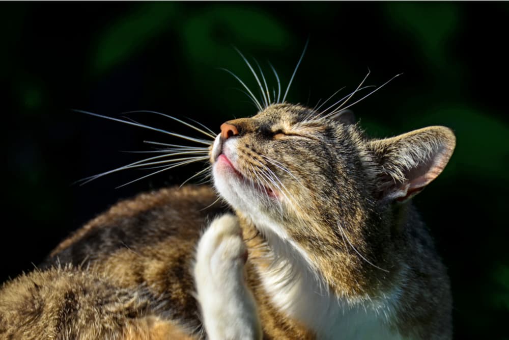 Cat scratching at fleas