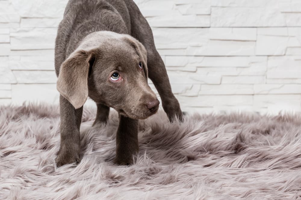 scared dog on carpet