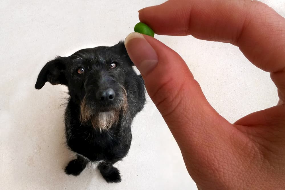 Dog looking up at green pea