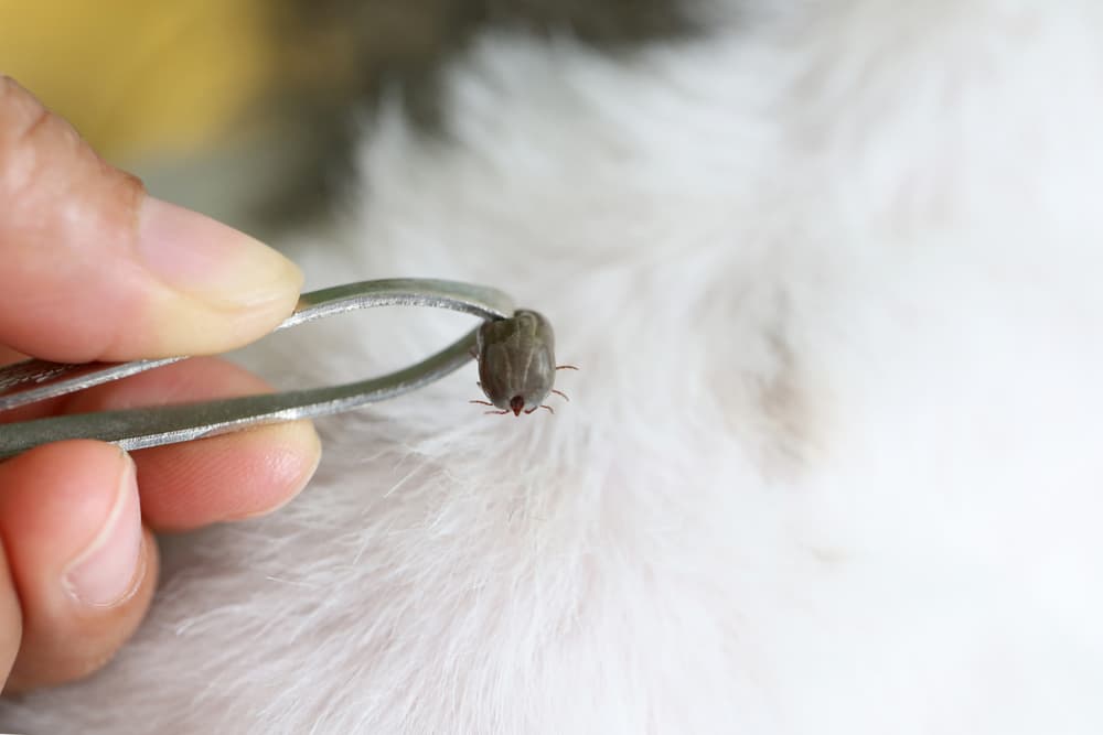 Tick removed from dog