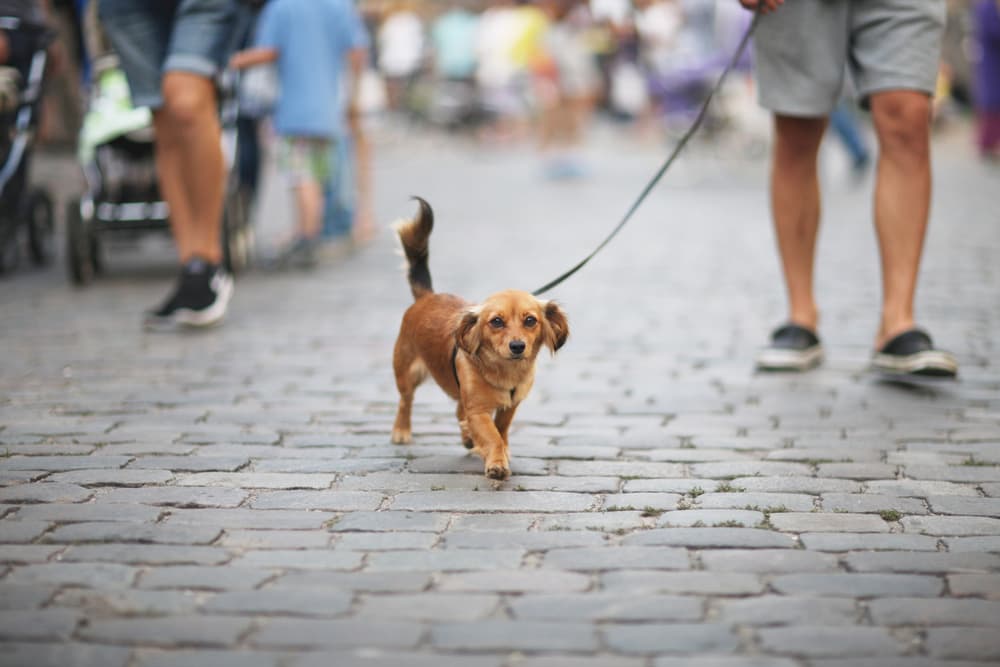 Dog walking with owner through a city
