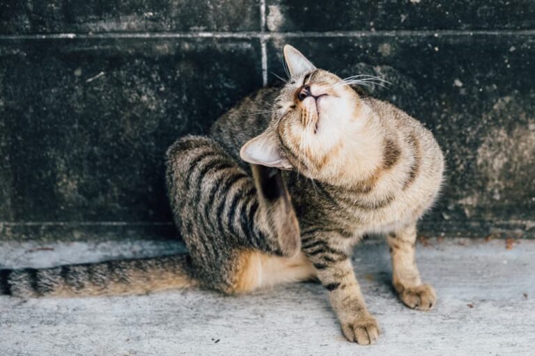 cat scratching itself as has fleas