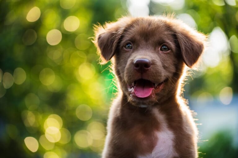 Happy dog smiling and panting