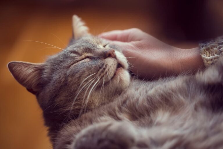 Cat sleeping on owners lap