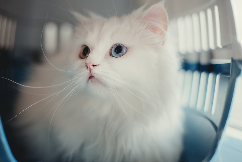 Cat being brought to the vet in a carrier