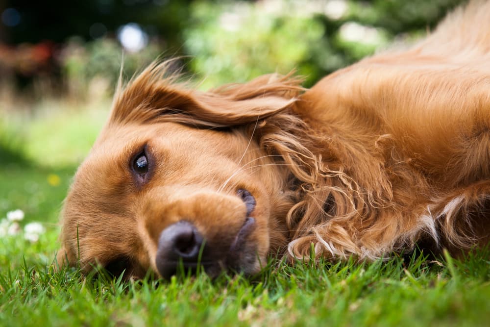 Diatomaceous Earth for Fleas: Does it Really Work?