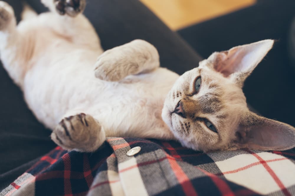 Cat laying on owners lap
