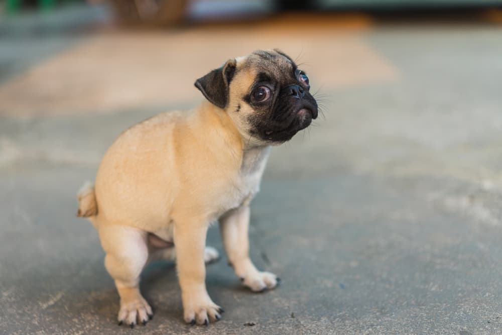Pug taking a poop outside