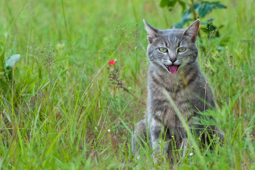 Cat outdoors panting