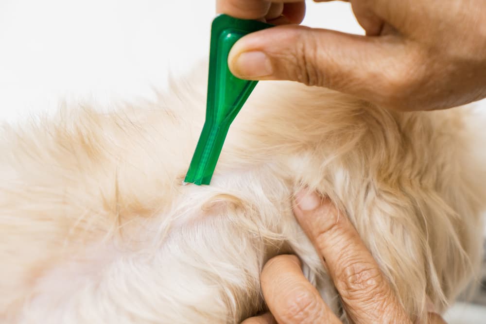 Owner giving dog a course of flea protection