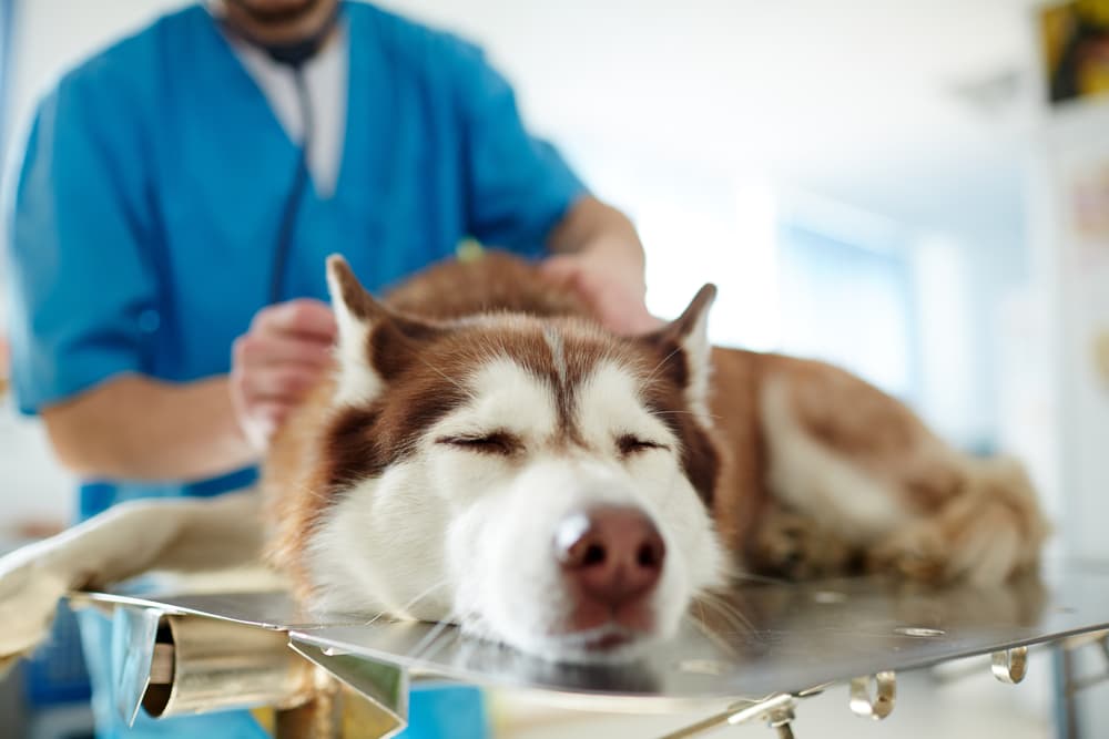 Dog at the vet hospital