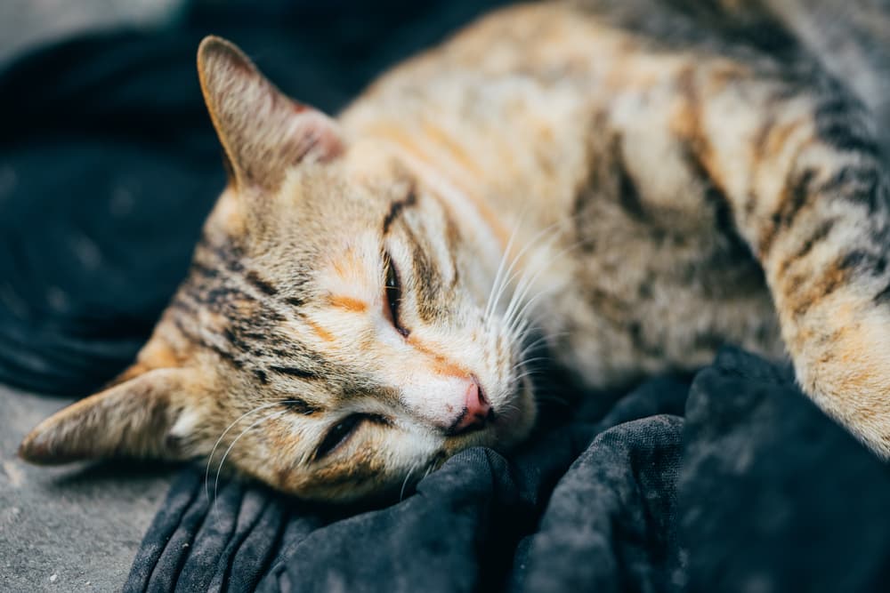 Liver Disease in Cats